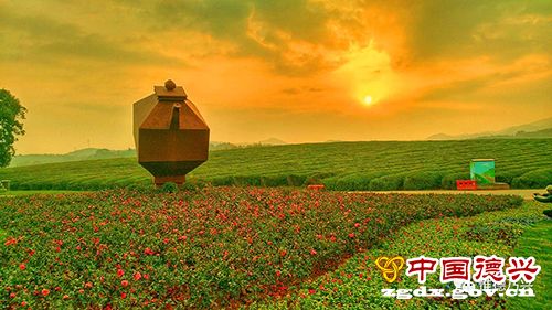 阳春三月 去江村花海解封你的记忆